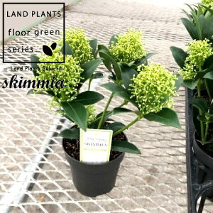 XL~AizCgh[tj 3.5 vX`bN 1 ~}VL~ ~J Skimmia japonica