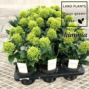 yP[X̔F15z XL~AizCgh[tj 3.5 vX`bN 15 ~}VL~ ~J Skimmia japonica