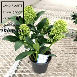 XL~AitOgNEhj 3.5 vX`bN 1 ~}VL~ ~J Skimmia japonica