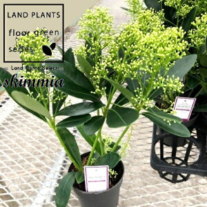 XL~AitB`[j 3.5 vX`bN 1 ~}VL~ ~J Skimmia japonica