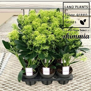 yP[X̔F15z XL~AitB`[j 3.5 vX`bN 15 ~}VL~ ~J Skimmia japonica