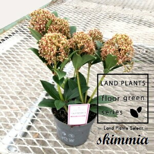 XL~AisNh[tj 3.5 vX`bN 1 ~}VL~ ~J Skimmia japonica