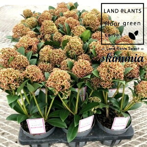 yP[X̔F15z XL~AisNh[tj 3.5 |bgc 15 ~}VL~ ~J Skimmia japonica