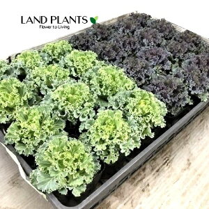 yP[X̔F28z tOi`j 3 |bgc 28 ~jtO t{^ n{^ Brassica oleracea var. acephala