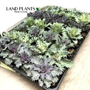 【ケース販売:28入】 葉牡丹(キレバ・色おまかせ) 3号 ポット苗 28鉢 ミニ葉牡丹 葉ボタン ハボタン Brassica oleracea var. acephala