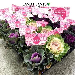 yP[X̔F24z tOifBEF܂j 3.5 |bgc 24 ~jtO t{^ n{^ Brassica oleracea var. acephala