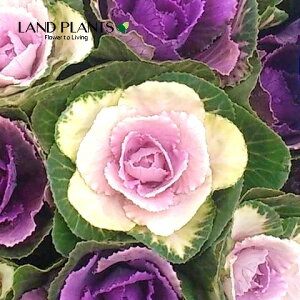 yP[X̔F24z tOiV[Fv`iEF܂j 3.5 |bgc 24 ~jtO t{^ n{^ Brassica oleracea var. acephala