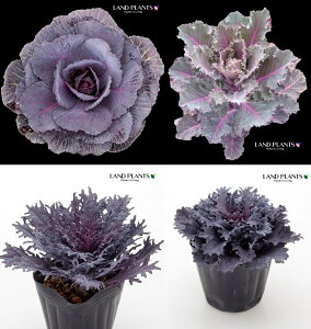 yP[X̔F24z tOiPE◴EEՁj 3.5 |bgc 24 ~jtO t{^ n{^ Brassica oleracea var. acephala