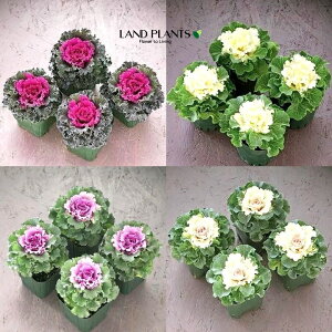 yP[X̔F24z tOibtj 3.5 |bgc 24 ~jtO t{^ n{^ Brassica oleracea var. acephala