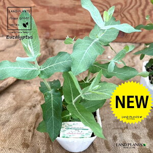 [JiOuXj 3.5 |bgc 1 Eucalyptus