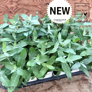 yP[X̔F24z [JiOuXj 3.5 |bgc 24 Eucalyptus