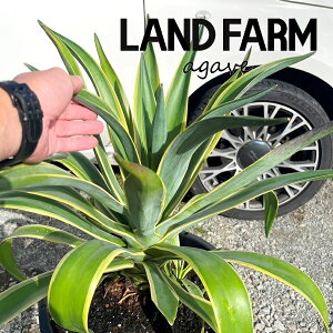 y^cz AKxixlYGj 12 vX`bN 1 AKxxlYG xl[[ Agave venezuela