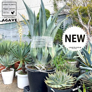 y^z AKxiAJ[ij 13 vX`bN 1 AKxAJ[i GpCA Agave americana