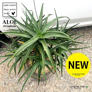 AGiXgAcj 10 |bgc 1 AGXgAc Aloe striatula