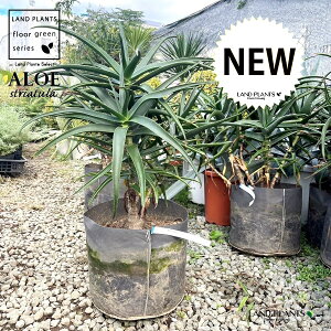 AGiXgAcj 10 |bgc 1 AGXgAc Aloe striatula