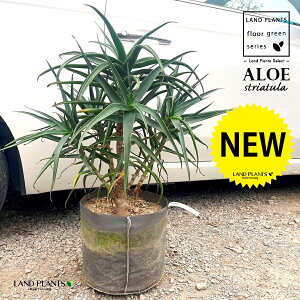 AGiXgAcj 10 |bgc 1 AGXgAc Aloe striatula