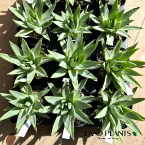 yP[X̔F12z AGi|tBj 3.5 |bgc 12 AG|tB Aloe polyphylla