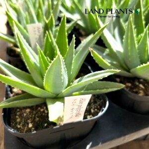 AGi|tBj 3.5 |bgc 1 AG|tB Aloe polyphylla