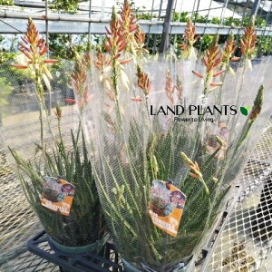 AGiTCYj 5 |bgc 1 AG|tB Aloe 'Safari Sunrise'