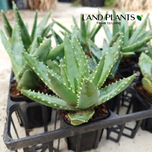 AGiurtHAEfvbTj 3 |bgc 1 s AGurtHAfvbT Aloe brevifolia var.depressa