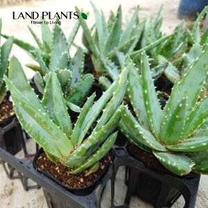 yP[X̔F12z AGiurtHAEfvbTj 3 |bgc 12 s AGurtHAfvbT Aloe brevifolia var.depressa