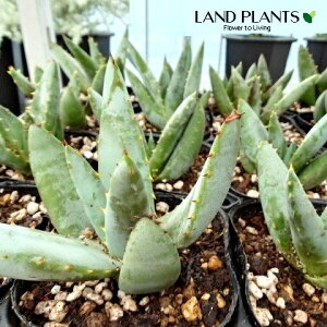 AGiNrt[j 3 |bgc 1 s AGNrt[ Aloe claviflora