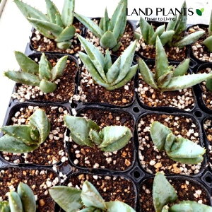 yP[X̔F24z AGiNrt[j 3 |bgc 24 s AGNrt[ Aloe claviflora