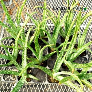yP[X̔F12z AGiA{ZPXFL_`AGj 3 |bgc 12 ؗAG AGA{ZPX Aloe arborescens