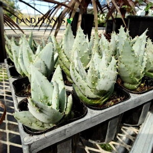 yP[X̔F24z AGiyOGj 3 |bgc 24 AGyOG Aloe peglerae