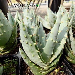 AGiyOGj 3 |bgc 1 AGyOG Aloe peglerae