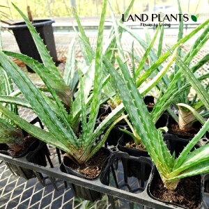 AGitHXej 3 |bgc 1 AGtHXe Aloe fosteri