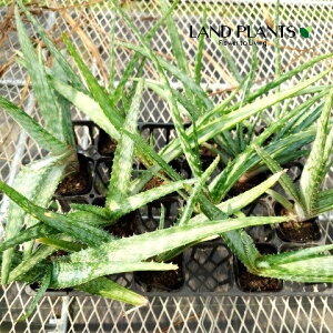 yP[X̔F12z AGitHXej 3 |bgc 12 AGtHXe Aloe fosteri
