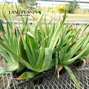 AGigSiTj 3 |bgc 1 AGgSiT ALOE trigonantha