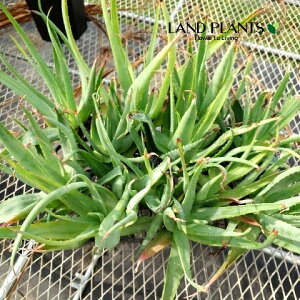 yP[X̔F12z AGigSiTj 3 |bgc 12 AGgSiT ALOE trigonantha