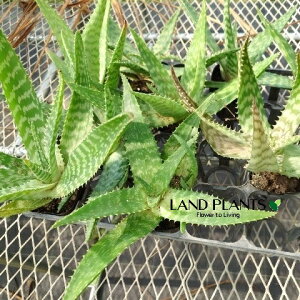 yP[X̔F10z AGiсFgXoVXj 3 |bgc 10 AGgXoVX gXo[VX Aloe transvaalensis