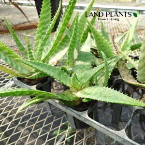 AGiсFgXoVXj 3 |bgc 1 AGgXoVX gXo[VX Aloe transvaalensis