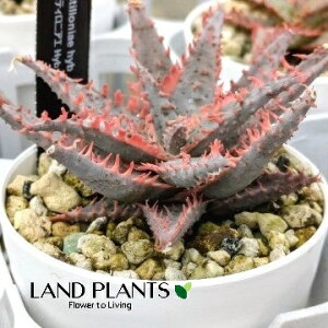 AGiJXeBjAGj 3 |bgc 1 AGJXeBjAG Aloe Castilloniae