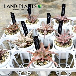 yP[X̔F12z AGiJXeBjAGj 3 |bgc 12 AGJXeBjAG Aloe Castilloniae