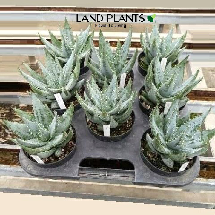 楽天市場】【ケース販売：8入】 アロエ（ペグレラエ） 4号 ポット苗 8 