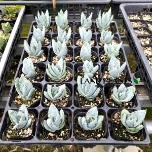 yP[X̔F24z AGiyOGj 2.5 |bgc 24 AGyOG Aloe peglerae