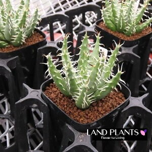 AGiGiPAj 2.5 |bgc 1 AGGiPA Aloe erinacea