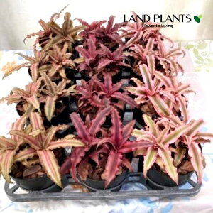 Nv^TXi܂ij 4 |bgc 1 AiiX qAiiX AJEX earth stars