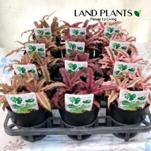 yP[X̔F12z Nv^TXi܂ij 4 |bgc 12 AiiX qAiiX AJEX earth stars