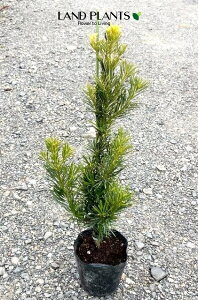 J}Lij 7 |bgc 1  }L z}L Podocarpus macrophyllus var. maki