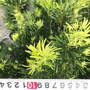 yP[X̔F9z J}Lij 7 |bgc 9  }L z}L Podocarpus macrophyllus var. maki
