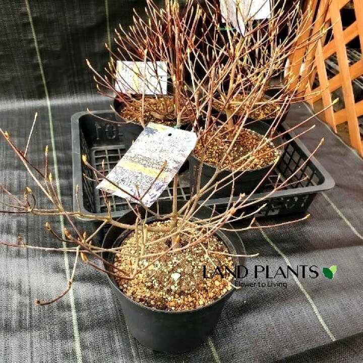 楽天市場】【ケース販売：4入】 シロヤシオツツジ（白八汐躑躅） 7号 