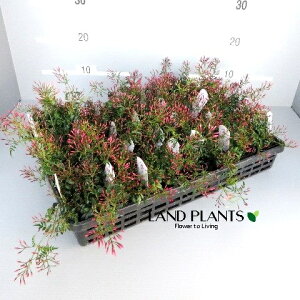 yP[X̔F28z nSWX~iH߃WX~j 3 |bgc 28 WX~ A   ݂ Jasminum polyanthum