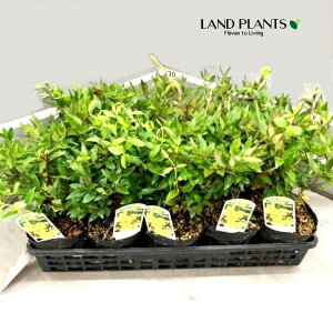 【ケース販売:15入】 カロライナジャスミン 4号 ポット苗 15鉢 ゲルセミウム イエロージャスミン イブニングトランペット トランペットフラワー カロリナソケイ ニセジャスミン センペルヴ