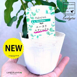 [JiXeBbNXj 3.5 |bgc 1 Eucalyptus