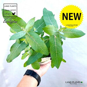 [JiXeBbNXj 3.5 |bgc 1 Eucalyptus